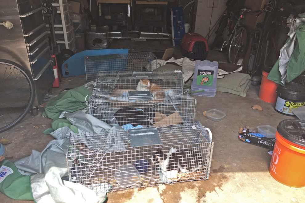 Rescue Cats
